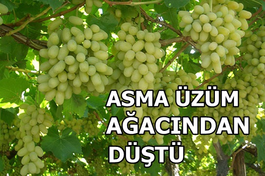 Asman Ağacından Yere Düştü