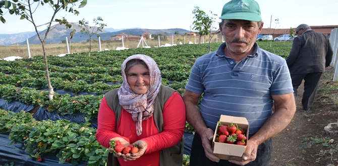 Çilek Yetiştiriciliği Geçim Kaynakları Oldu