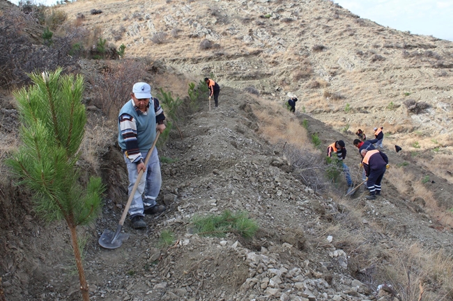 Sungurlu Belediyesi’nden Ağaçlandırma Çalışması