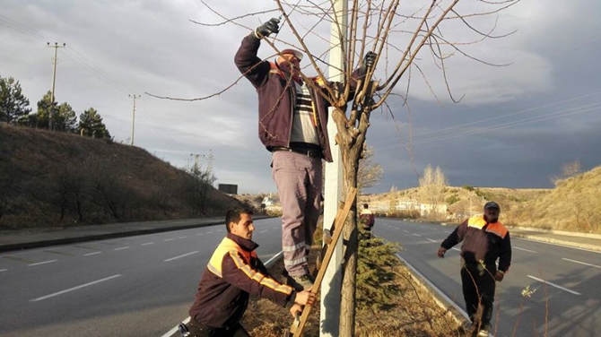 Sungurlu’da Ağaçlar Budandı