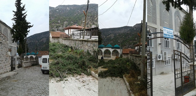 Hacıhamzaköyü’nde Çam Katliamı Yaptılar