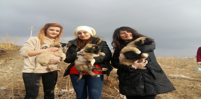 Kadınlar Sokak Hayvanları İçin Seferber Oldu