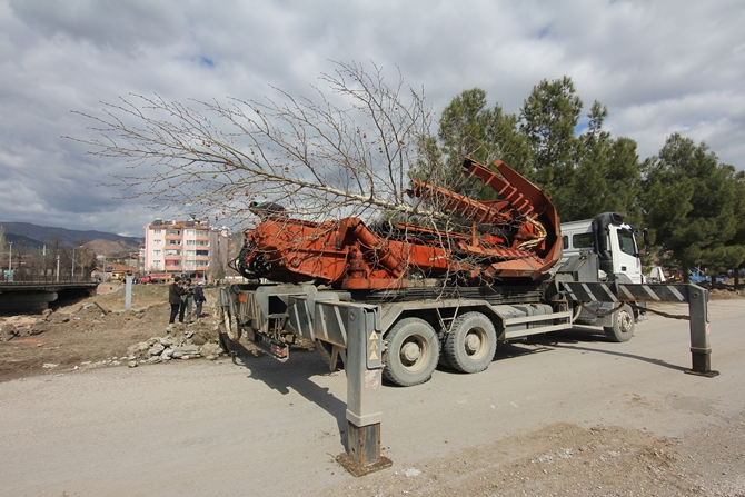 Osmancık’ta Kızılırmak Sahilindeki Ağaçlar Taşınıyor