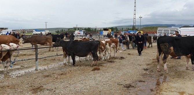 Hayvan Pazarı Geçici Yerine Taşındı