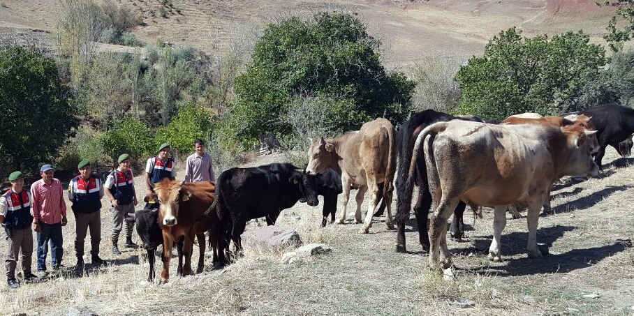 Çalınan Hayvanları Jandarma Buldu