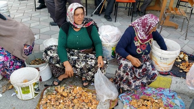 Kargı’da Mantar Sezonu Açıldı