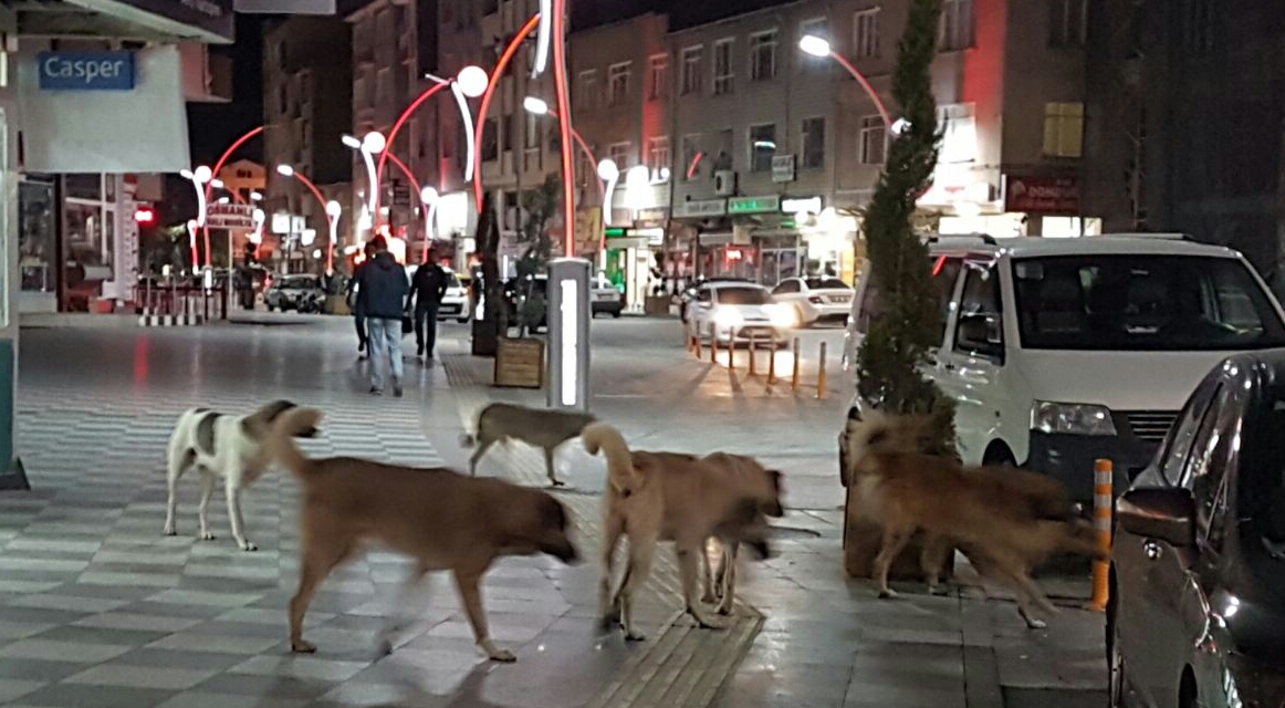 Sungurlu’da Başıboş Köpekler Tehlike Saçıyor