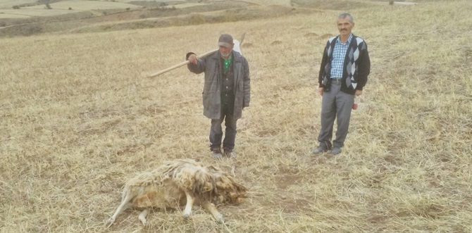 Kurtlar Saldırıya Geçti