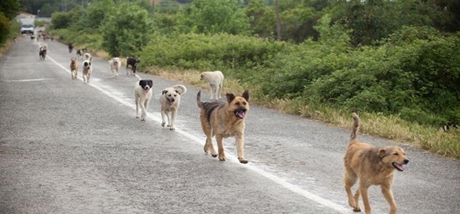 Sokak Köpeklerinin Saldırısına Uğradı