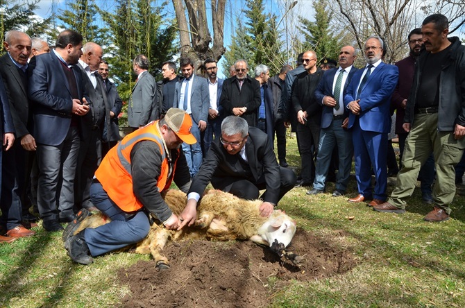 Zeytin Dalı İçin Kurban Kestiler