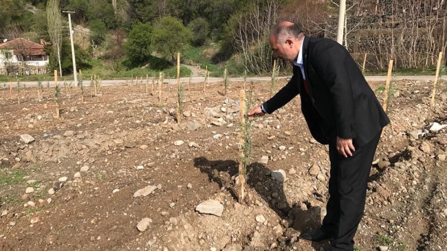 Dodurga’da Ağaçlandırma Seferberliği