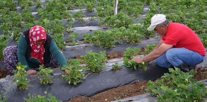 Dodurga’da Çilek Hasadı Başladı