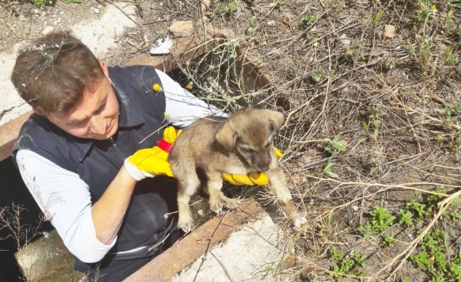 Mahsur Kalan Köpeğe İtfaiye Operasyonu