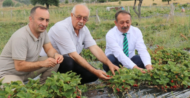 “Organik Çileğe İlgi Artıyor”