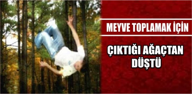 Meyve Toplarken Ağaçtan Düştü