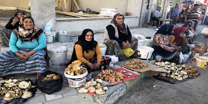 Kargı’da Mantar Sezonu Başladı