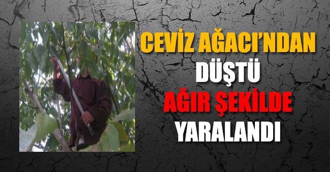 Ceviz Toplarken Ağaçtan Düştü