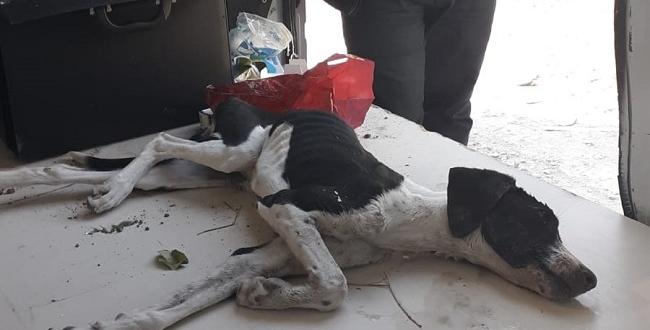 Zehirlenen Köpeğe Vatandaşlar Sahip Çıktı