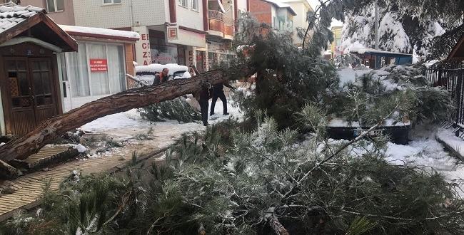 Ağaç Yoğun Kar Yağışına Dayanamadı