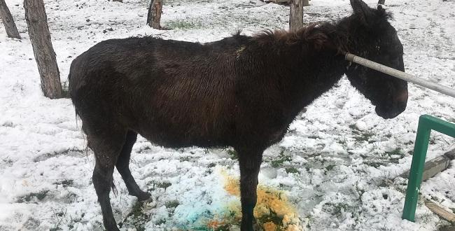 Kapağı Çalınan Loğara Düştü