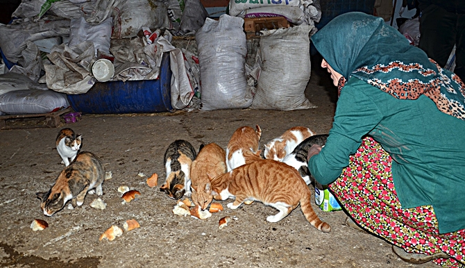 Kedilere Gözü Gibi Bakıyor