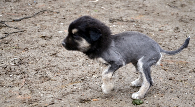 Aslan Görünümlü Köpek Yavrusu