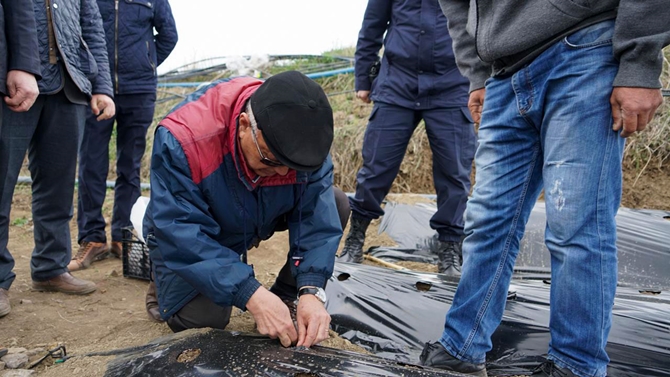 İskilip’te İlk Çilek Fidesini Kaymakam Alkan Dikti