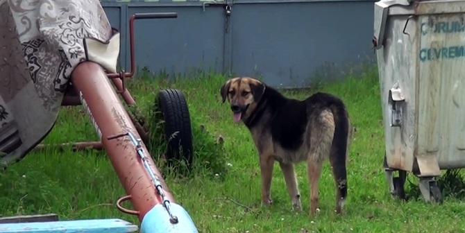 Komşu Köpeğinin Saldırısına Uğradı