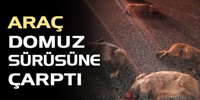 Otomobil Domuz Sürüsüne Çarptı