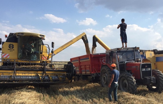 Sungurlu’da İlk Arpa Hasadı Yapıldı