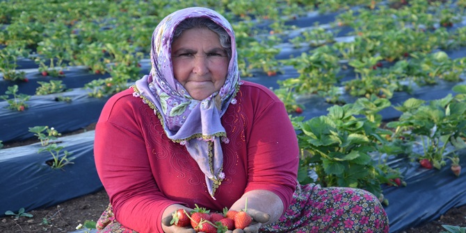 Çilek Geçim Kaynakları Oldu