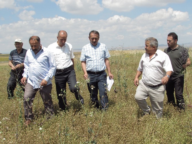 Alaca’da Yeni Gelir Kapısı Oldu