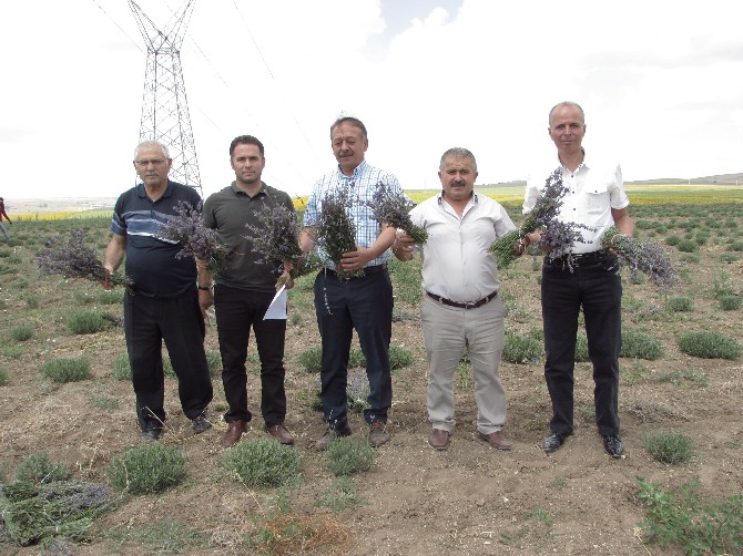 Alaca’da Lavanta Hasadı Başlandı