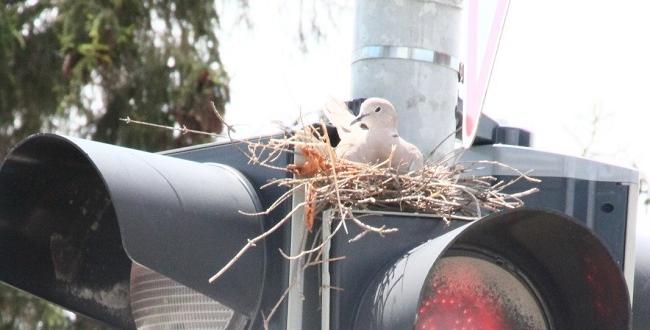 Trafik Lambalarına Kumru Yuvası