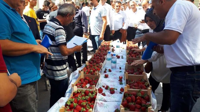 En İyi Çilek Yarışması Sonuçlandı