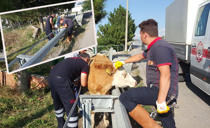 İneği Sıkıştığı Yerden İtfaiye Kurtardı