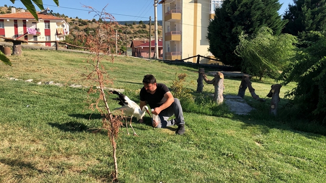 Bu Leylek Kargı’yı Çok Sevdi