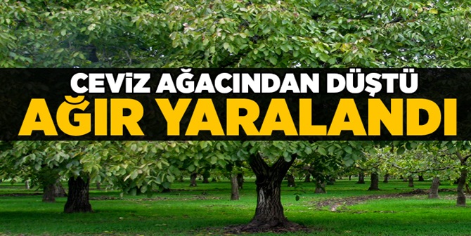 Ceviz Ağacından Düştüler