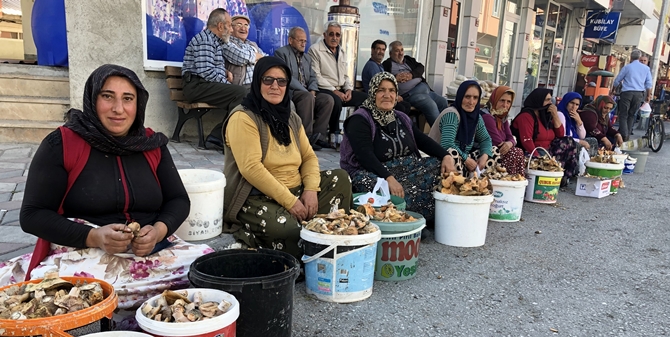 Kargı’da Mantar Sezonu Başladı