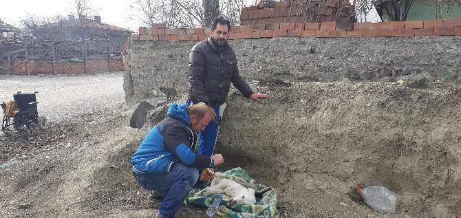 Engelli Genç Felçli Köpeğe Sahip Çıktı