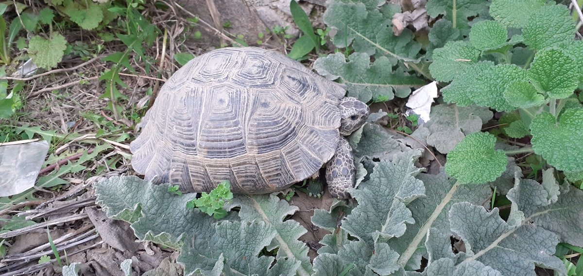 Kaplumbağalar Kış Uykusundan Uyandı