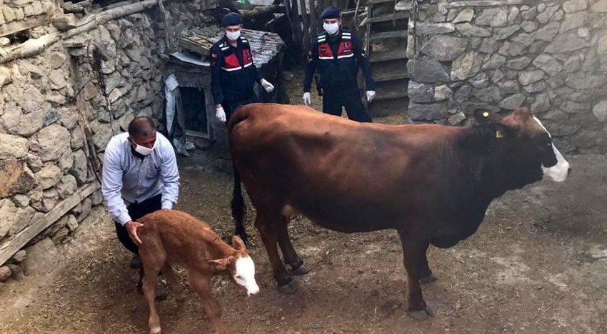 İnek Sahibine Büyük Sürpriz