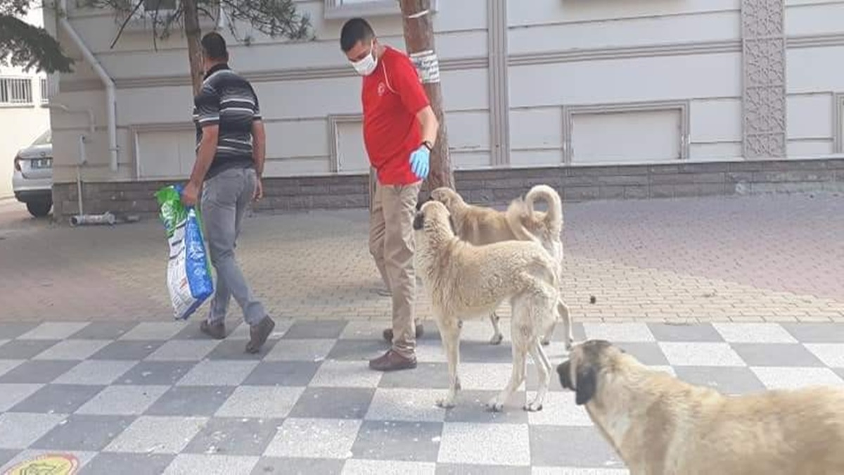 Bayramda Sokak Hayvanları Unutulmadı