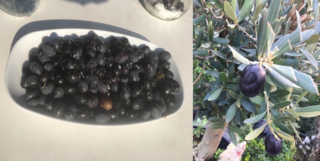 Osmancık’ta Zeytin Hasadı Başladı