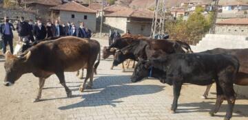 Hayvancılığı Geliştirme Projesi Başlıyor