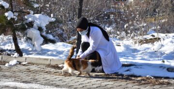 Belediye Sokak Hayvanlarını Besledi