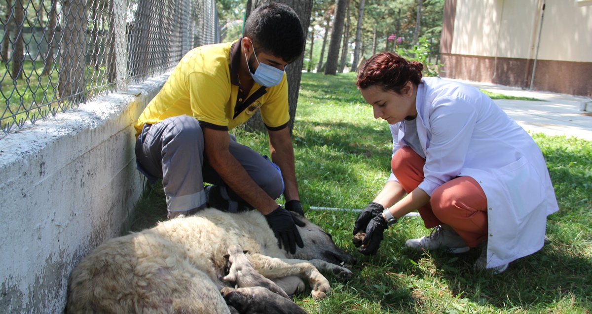 Hamile Köpek Hayatını Kaybetti, Yavruları Kurtarıldı