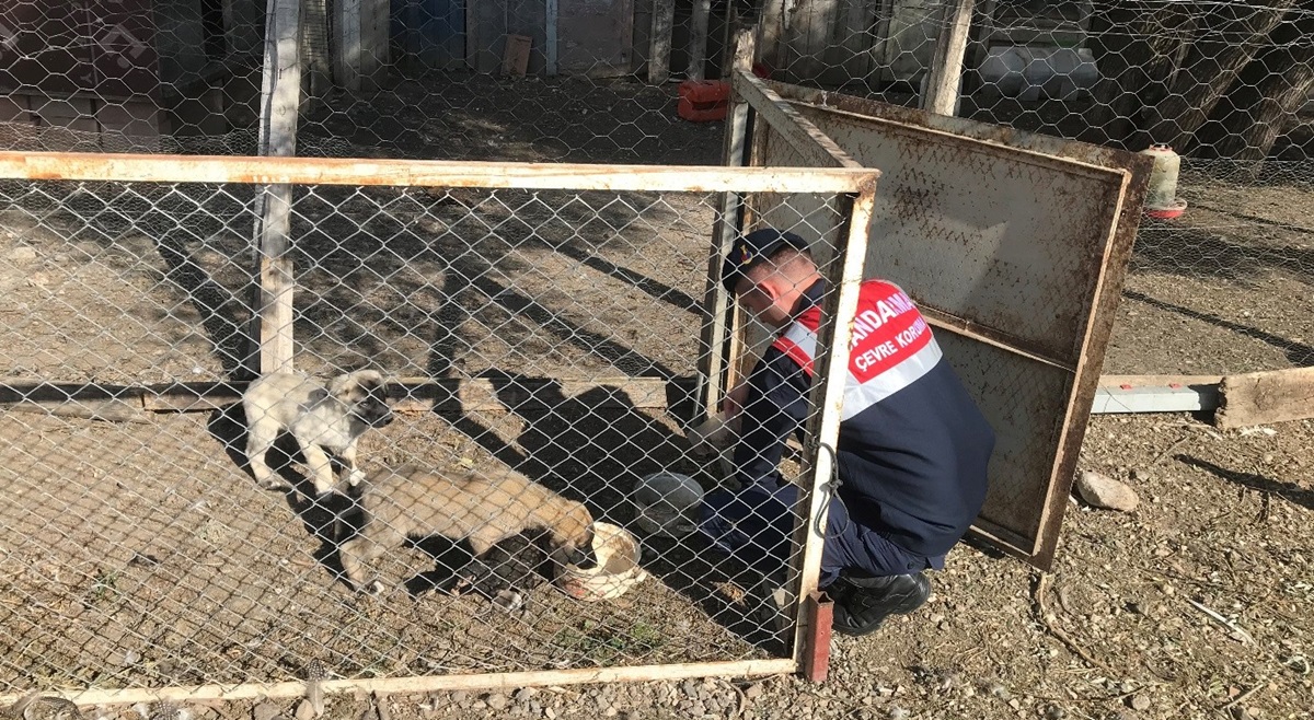 Jandarmadan Sokak Hayvanlarına Şefkat Eli