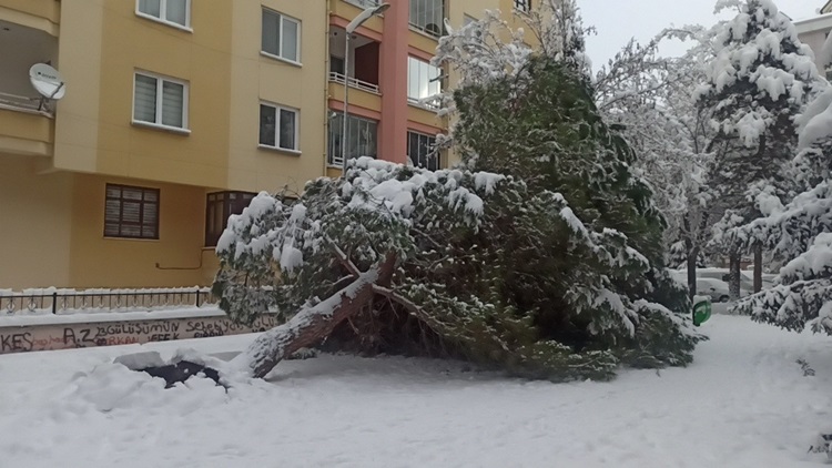 Ağaçlar Kökünden Sökülerek Devrildi