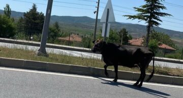  Başıboş İnek Trafiği Tehlikeye Düşürdü